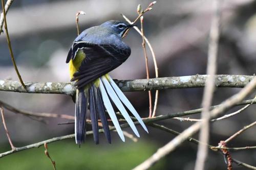 Bergeronnette des ruisseaux (mâle)