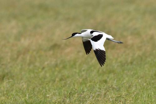 Avocette élégante