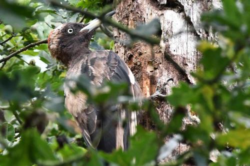 Pic noir femelle (plumage usé)