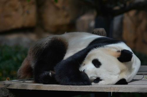 Panda géant