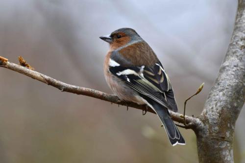 Pinson des arbres (mâle)