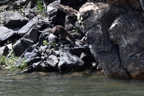 Loutre d'Europe sur le Rio Tajo à la Portilla del Tiètar
