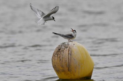 Sterne arctique et sterne pierregarin