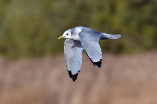 Mouette tridactyle (adulte)
