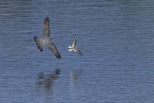Attaque d'un Epervier d'Europe sur un Bécasseau variable, sans succès.
