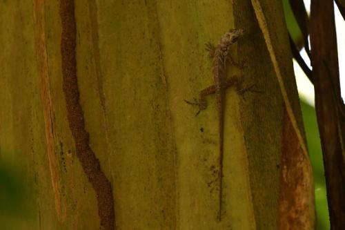 Anolis Roquet