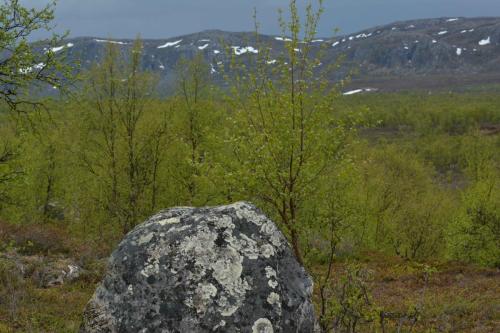 Entre Varangerbotn et Neiden