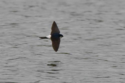 Hirondelle de fenêtre