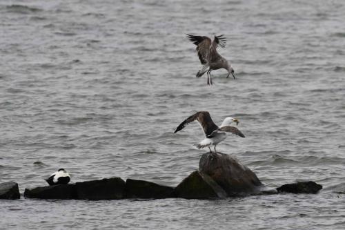 Goélands marins et eider à duvet