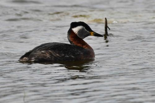 Grèbe jougris