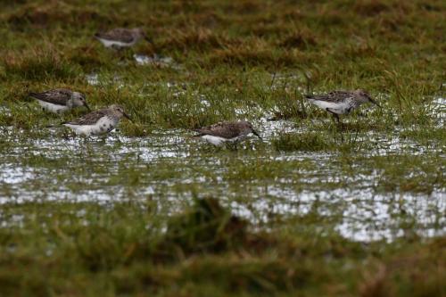 Bécasseaux variables