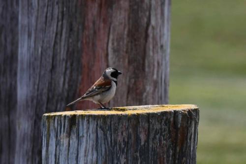 Moineau mélanure