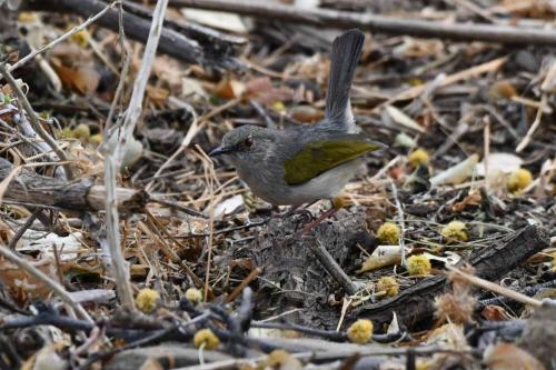 Camaroptère à dos gris