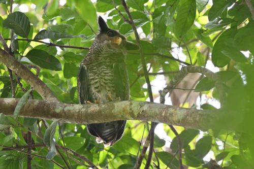 Grand-duc du Népal (Adulte)