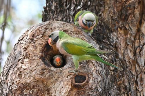 Perruches à moustaches