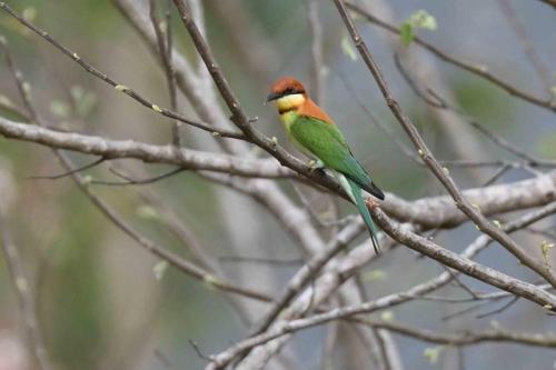 Guêpier de Leschenault
