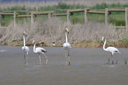 Flamants roses