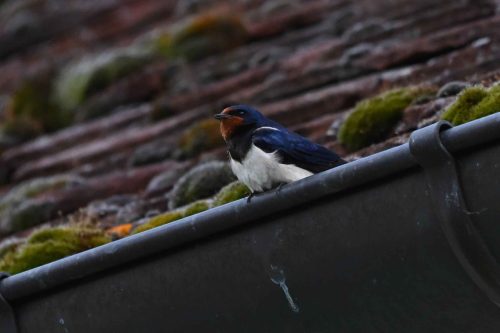 Hirondelle rustique
