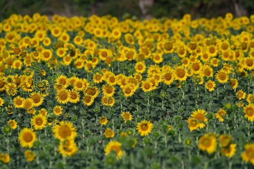 Tournesols