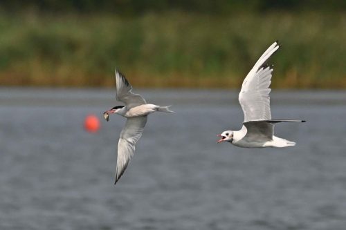 Sterne pierregarin et Mouette rieuse