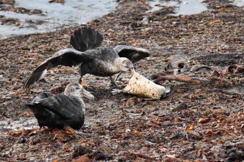 Pétrels géants se nourrissant sur cadavre de manchot de Magellan