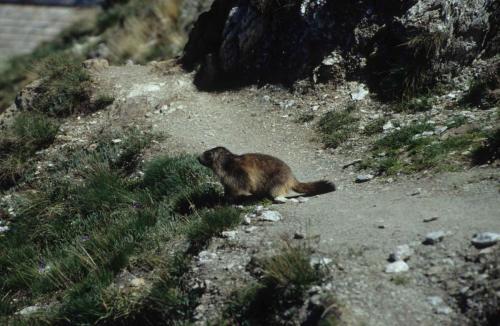 Marmotte