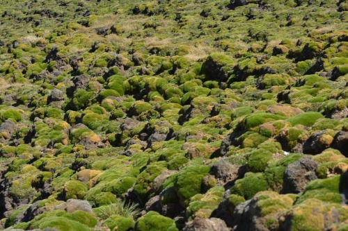 Balsam Bog (Bolax gummifera)