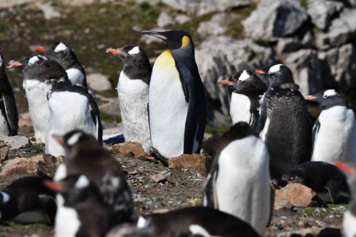 Manchot royal et manchots papous