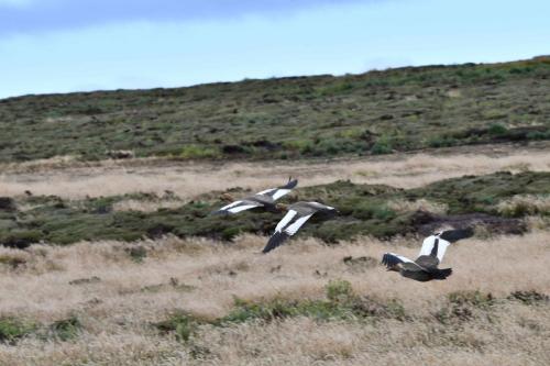 Ouettes à tête rousse