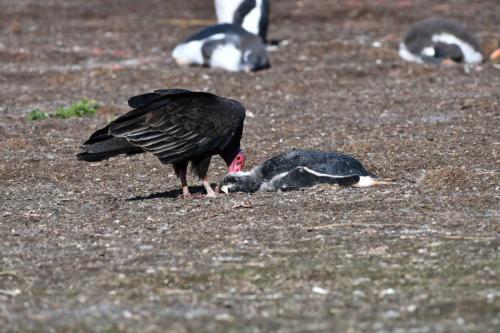 Urubu à tête rouge