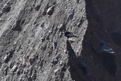 Condor des Andes