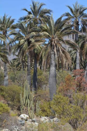 Palmiers du Chili (Jubaea chilensis)
