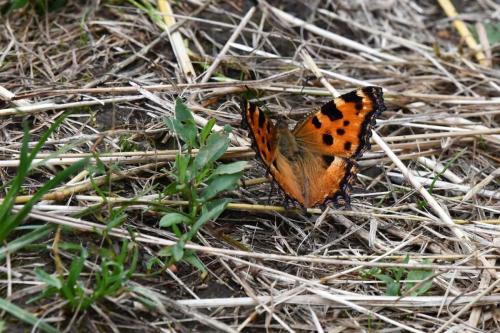 Grande Tortue (Nymphalis polychloros)
