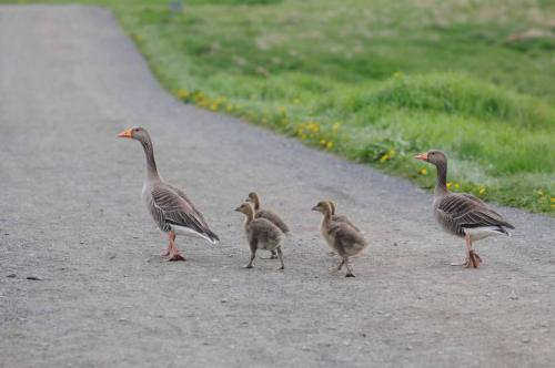 Famille d'oies cendrées