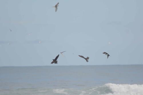 Labbes parasite chassant une sterne arctique