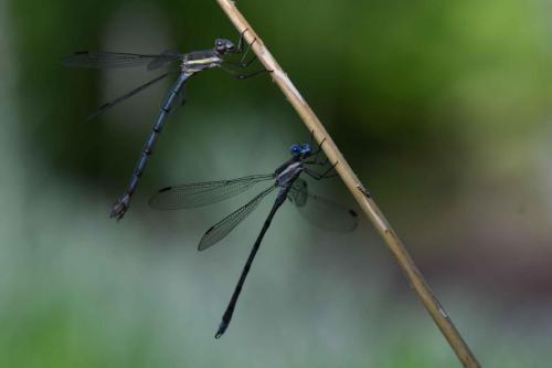 Libellules