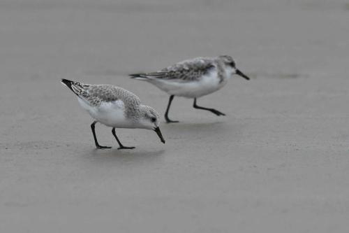 Bécasseaux Sanderlings, plage de Pontaillac