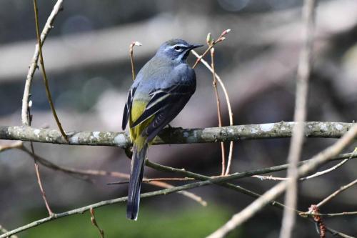 Bergeronnette des ruisseaux (mâle)