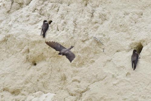 Hirondelles de rivage