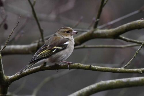 Pinson des arbres (femelle)