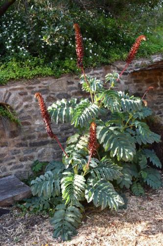 Melianthus major - Arbuste à odeur de cacahuète