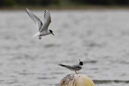 Sterne arctique et sterne pierregarin