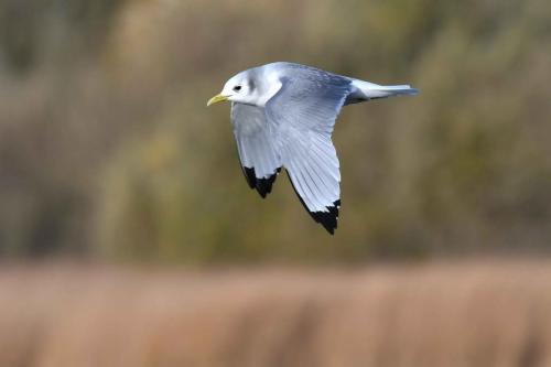 Mouette tridactyle (adulte)