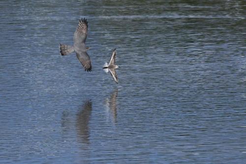 Attaque d'un Epervier d'Europe sur un Bécasseau variable, sans succès.