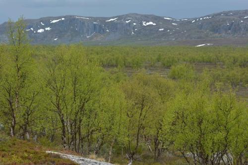 Entre Varangerbotn et Neiden