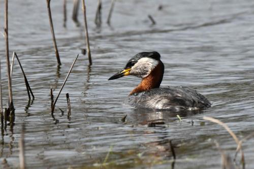Grèbe jougris