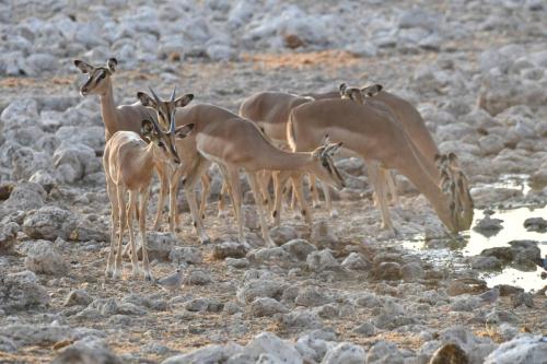 Impalas à face noire