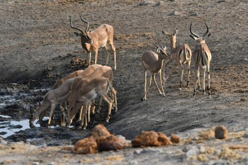 Impalas à face noire