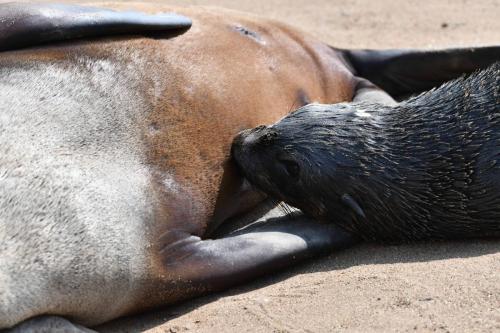 Otaries à fourrure d'Afrique du Sud
