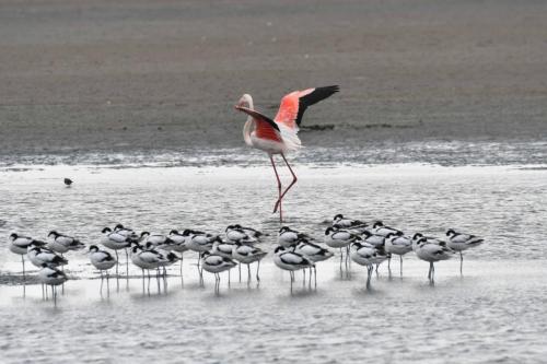 Avocettes élégantes et flamant rose